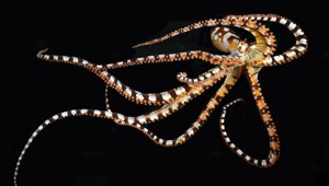 Осьминог-мимик вундерпус: моллюск, который меняет форму тела