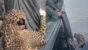 Раненый ягуар приплыл прямо к людям