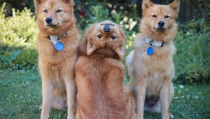 25 умилительных сцен из жизни пёселей, демонстрирующих их мастерство импровизации