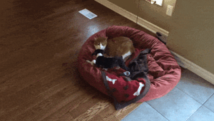 Просто гифки, всякие и&nbsp;разные