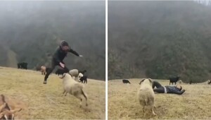 Пастух придумал необычное развлечение с бараном
