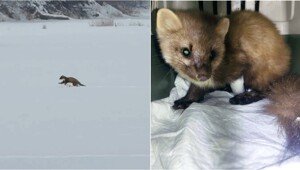 В Башкирии рыбаки спасли куницу, попавшую в капкан