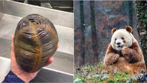 10 фотографий дикой природы, которые могут удивить любого