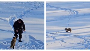Бешеная лиса атаковала рыбака