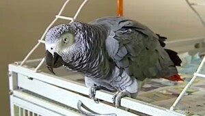 Попугай помог полиции найти убийцу