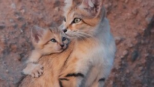 25 эмоциональных сердечных кадров, от которых теплеет на душе