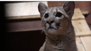 Маленькая пума нашла приют в доме Деда Мороза