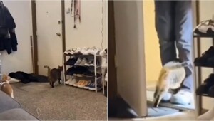 Когда хозяин слишком хорошо знает привычки своего кота