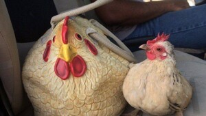 24 примера милоты, дарящей позитив и чистое тихое счастье