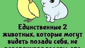 А вдруг ты не знал…