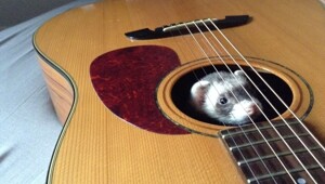 25 животных, не рассчитавших траекторию и открывших закон подлости