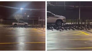 Не стоит ссориться с воронами