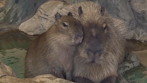 Мир животных-1