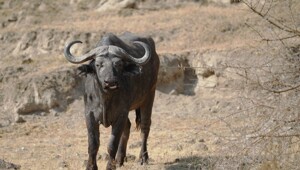 Мир животных-2