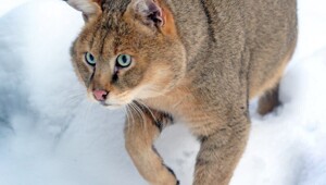 Мир животных-3