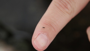 Антарктический комар: единственное насекомое Южного полюса