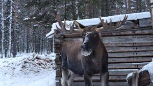 Мир&nbsp;животных-4