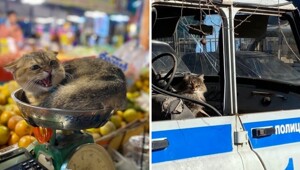 17 фото, которые доказывают, что коты способны проникнуть куда угодно