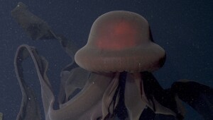 Медуза-фантом — 10-метровый призрак Мирового океана