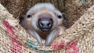 25+ малышей, которые растопят ваше сердце и прогонят плохое настроение