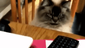 Просто гифки, всякие и&nbsp;разные