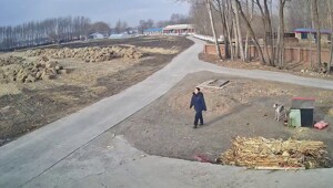 Пёс навёл суету