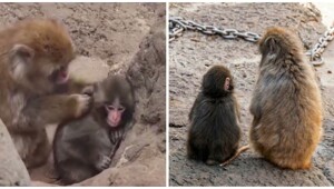 Малыш Панч с&nbsp;тяжёлой судьбой нашёл себе друга