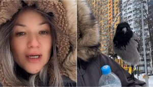 Ворона присела на плечо москвички и проявила неожиданный интерес к её вещам