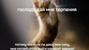 Скрины из соцсетей