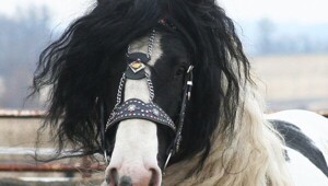 Лошади с усами, птица-избиратель и 800 групп крови: 10 фактов, которые заставят вас пересмотреть реальность