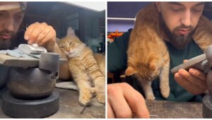 Пушистый помощник ювелира