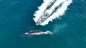 Рыбаки врезались в кита