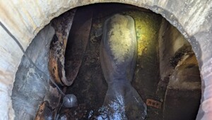 В США в канализации обнаружили 186-килограммового ламантина