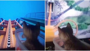 Аттракцион для котёнка