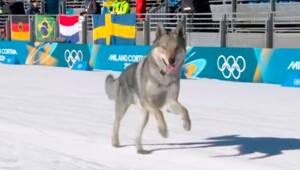 Собака ворвалась в командный спринт на Олимпиаде