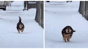 Пёс с пропеллером