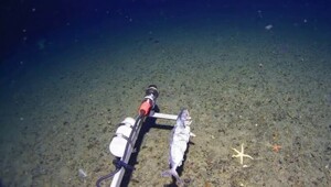 Учёные впервые зафиксировали акулу в водах Антарктики