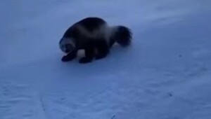 Росомаха стащила часть улова рыбака на Камчатке