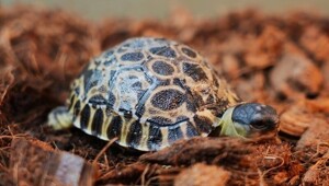 В Московском зоопарке вылупились три лучистых черепахи⁠ - обладатели одного из самых необычных панцирей в мире