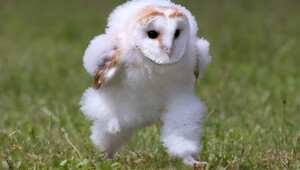 25 фото, на которых животные отжигают похлеще людей