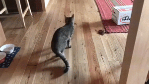 Просто гифки, всякие и&nbsp;разные