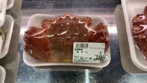 Краб настолько свежий, что уже ищет путь к воде