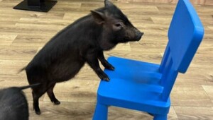 Россельхознадзор озаботился «переработками» мини-пигов в ярославском антикафе