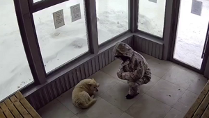 В Нефтекамске мужик решил самоутвердиться за счёт собаки, избив её на ровном месте