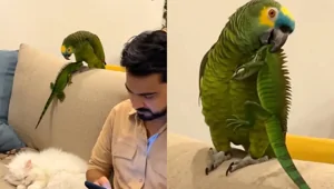 Попугай устроил дома небольшой переполох