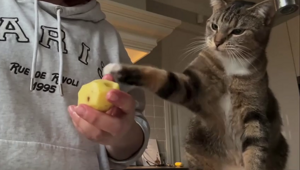 Кот, который обожает сырую картошку