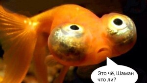 «Облизанный» Байкал стал героем мемов и видео-ответок