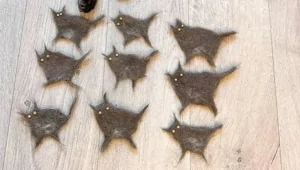 30 фото котов, глядя на которые можно прожить понедельник с улыбкой