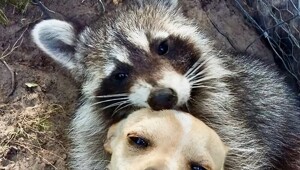 27 примеров невероятной дружбы животных, от которой мир становится добрее