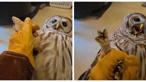 Крик недовольной совы